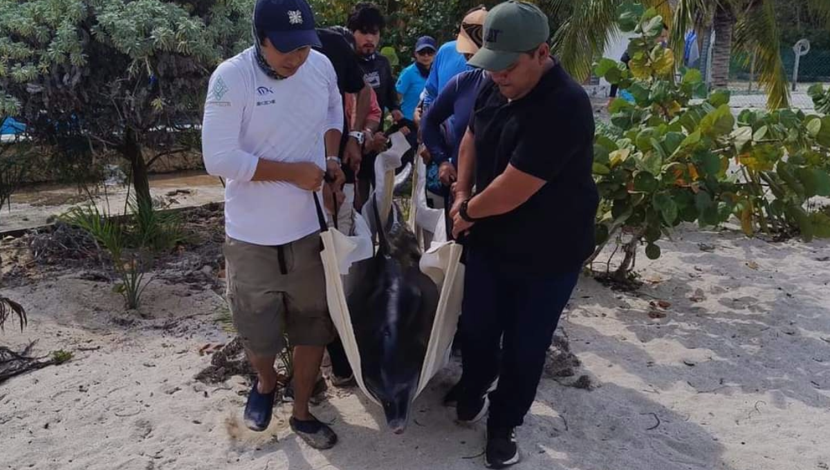 Los especialistas comentaron que uno de los ejemplares mostró padecimiento gástrico y se sospecha que el otro acompañaba a su compañero herido Los especialistas comentaron que uno de los ejemplares mostró padecimiento gástrico y se sospecha que el otro acompañaba a su compañero herido