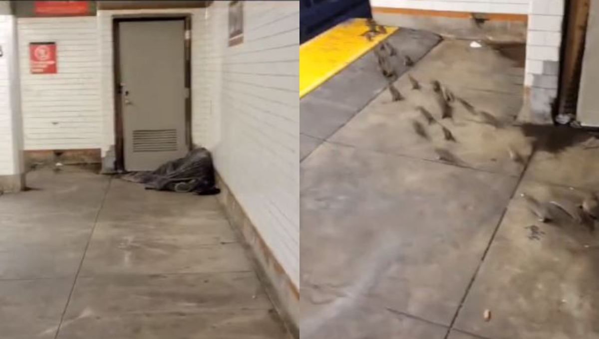 Eran cerca de 20 ratas las que dormían junto al hombre