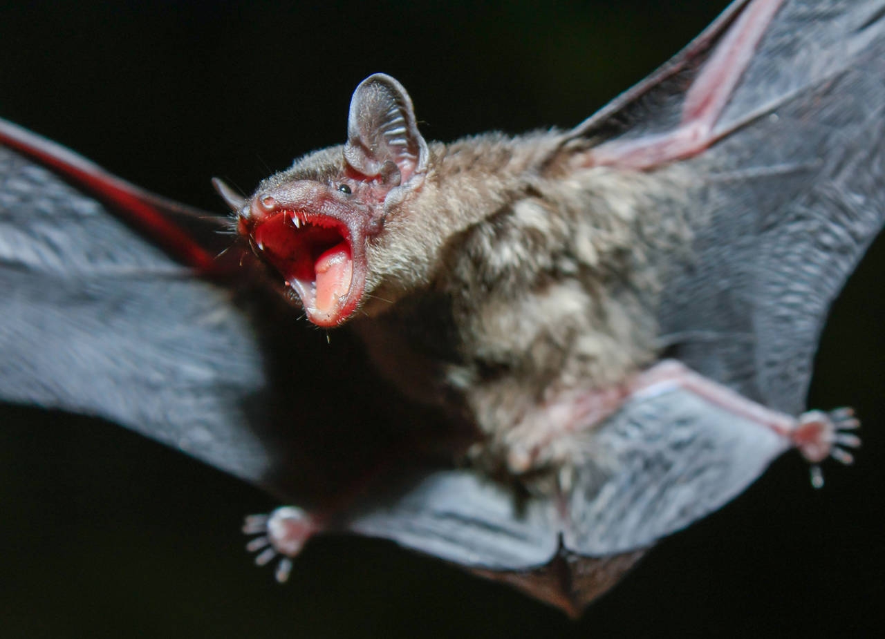 Campeche cuenta con una diversidad de murciélagos, con 55 especies registradas Campeche cuenta con una diversidad de murciélagos, con 55 especies registradas