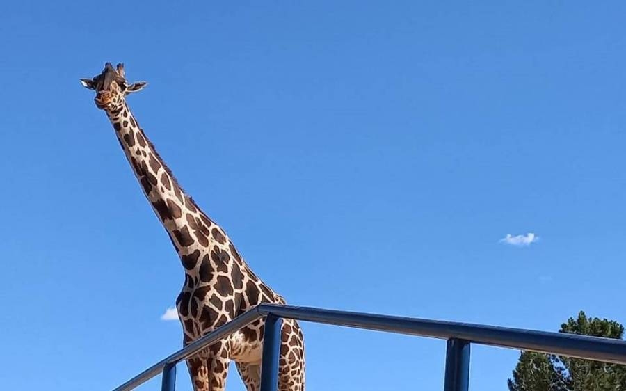 La jirafa Benito podrá tener una buena vida en Africam Safari