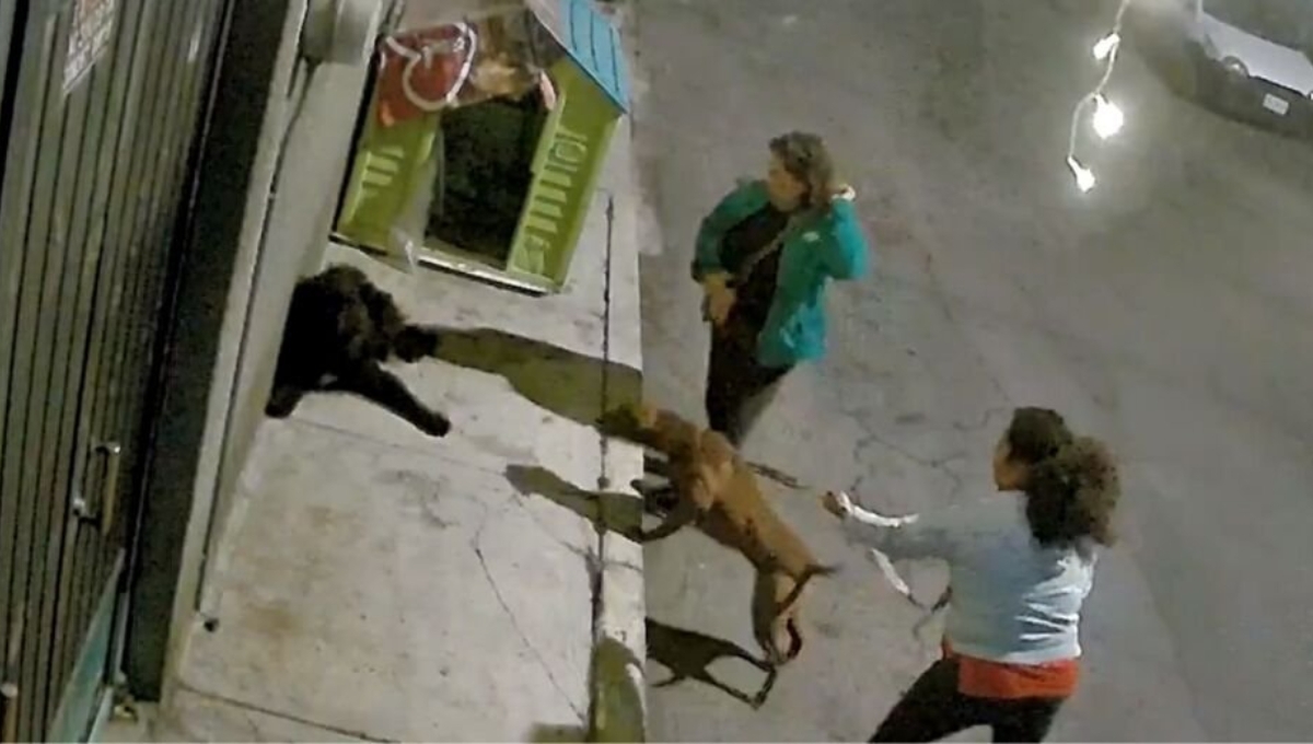 El video circula en redes sociales, donde vecinos temen por los lomitos callejeros