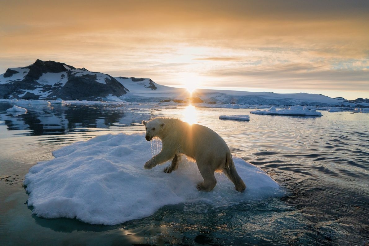 Groenlandia envía hielo glaciar a bares de Dubái Groenlandia envía hielo glaciar a bares de Dubái