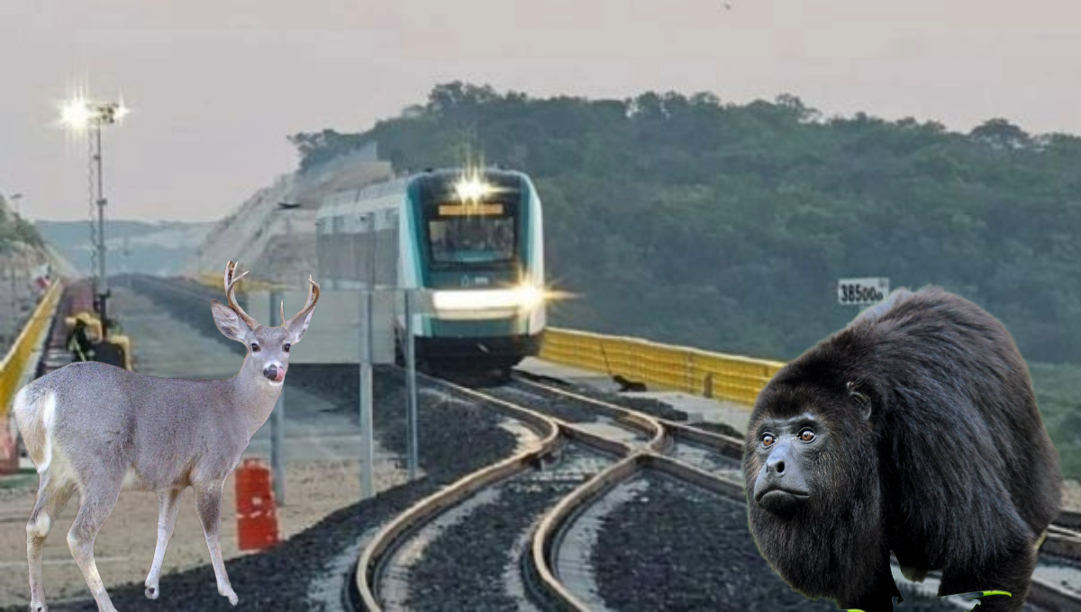 En el recorrido del Tren Maya se podrán apreciar múltiples especies En el recorrido del Tren Maya se podrán apreciar múltiples especies