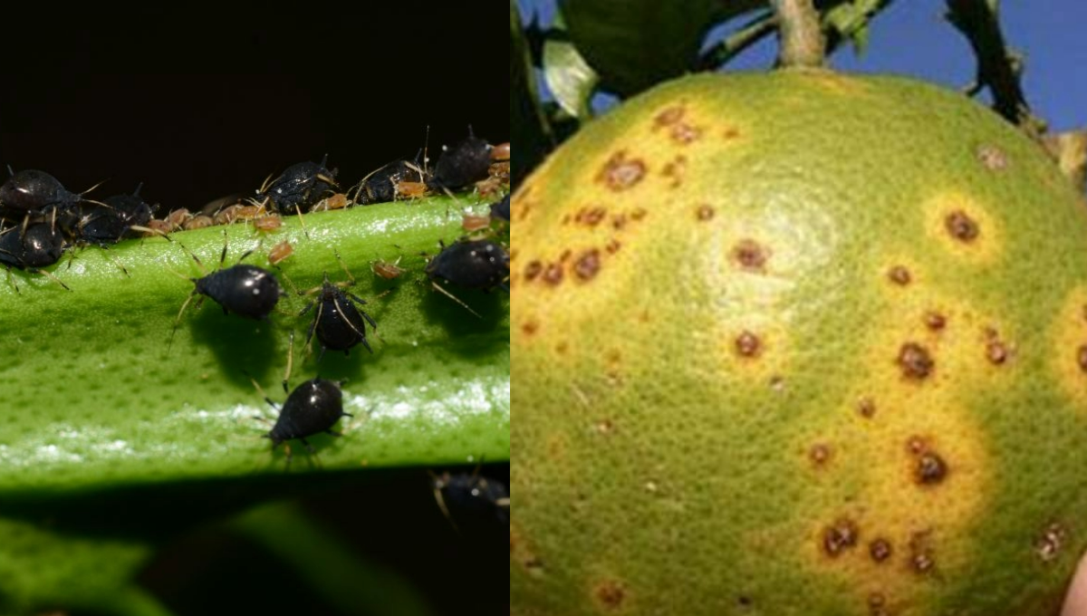 Solicitan a Sanidad Vegetal y a la caseta fitosanitaria en Dziuché que eviten la propagación de esta especie invasora