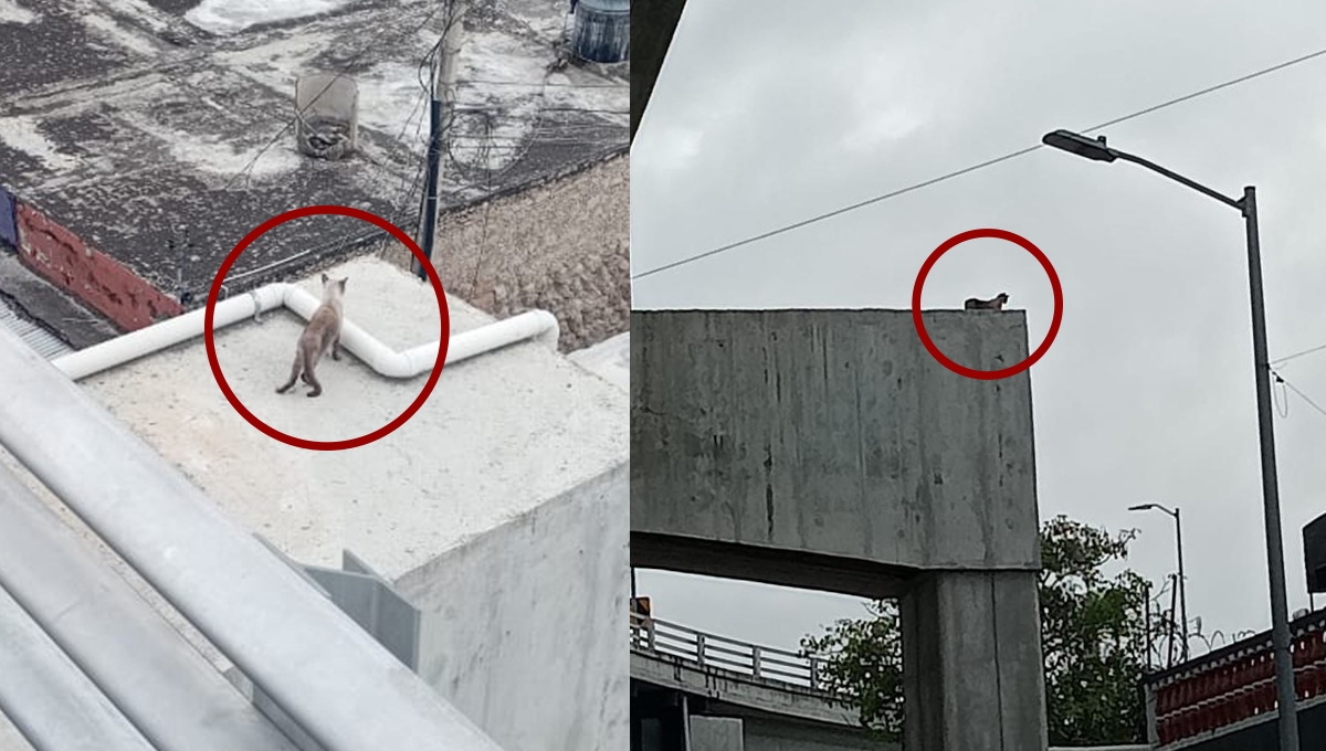 Caminaba por una columna del distribuidor a más de 10 metros del piso