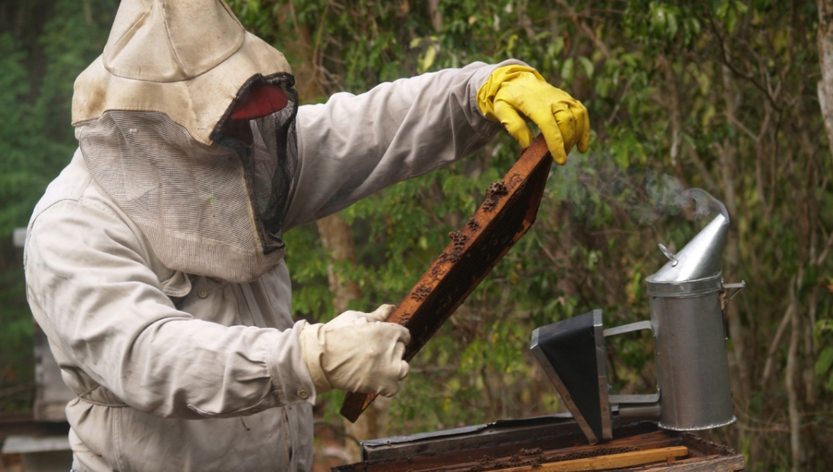 Los apicultores alegaron que deben tener una certificación que los avale como productores orgánicos Los apicultores alegaron que deben tener una certificación que los avale como productores orgánicos