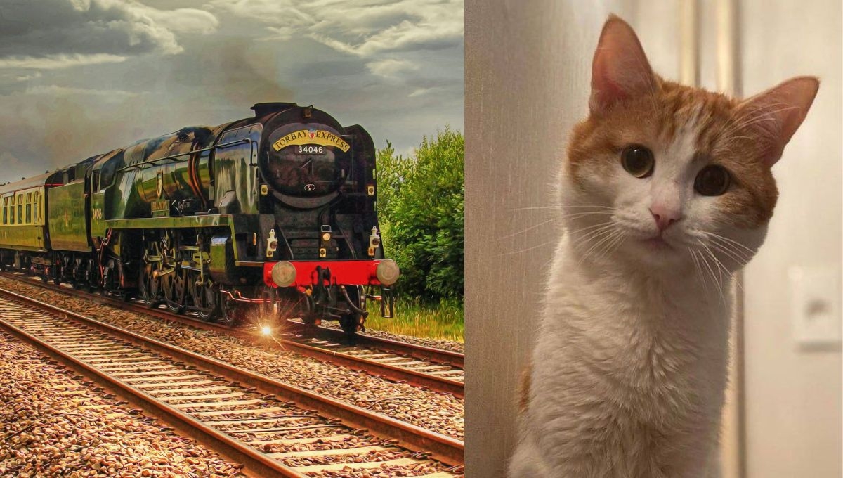 El gatito, de nombre Twix, murió congelado en Rusia