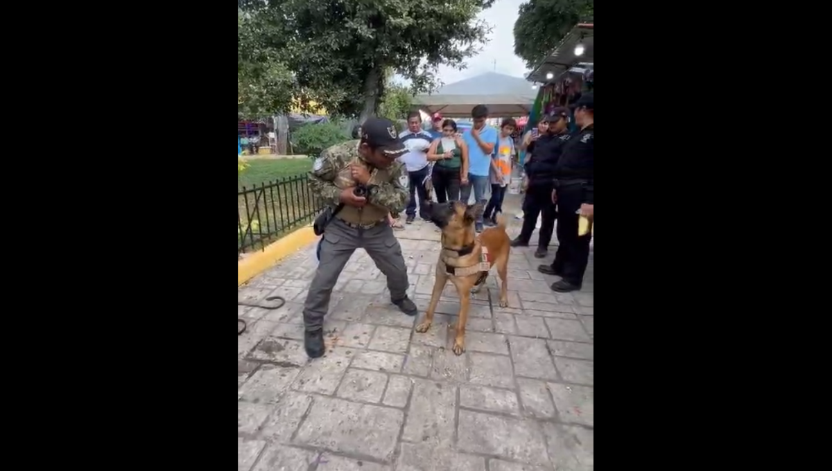 Es de mencionar que Santiago Uicab Uicab, se dedica desde hace muchos años al entrenamiento de perros
