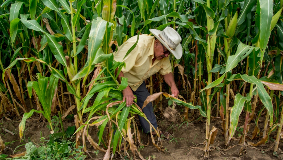 Las empresas de Yucatán quieren comprar el maíz en 3.90 peos