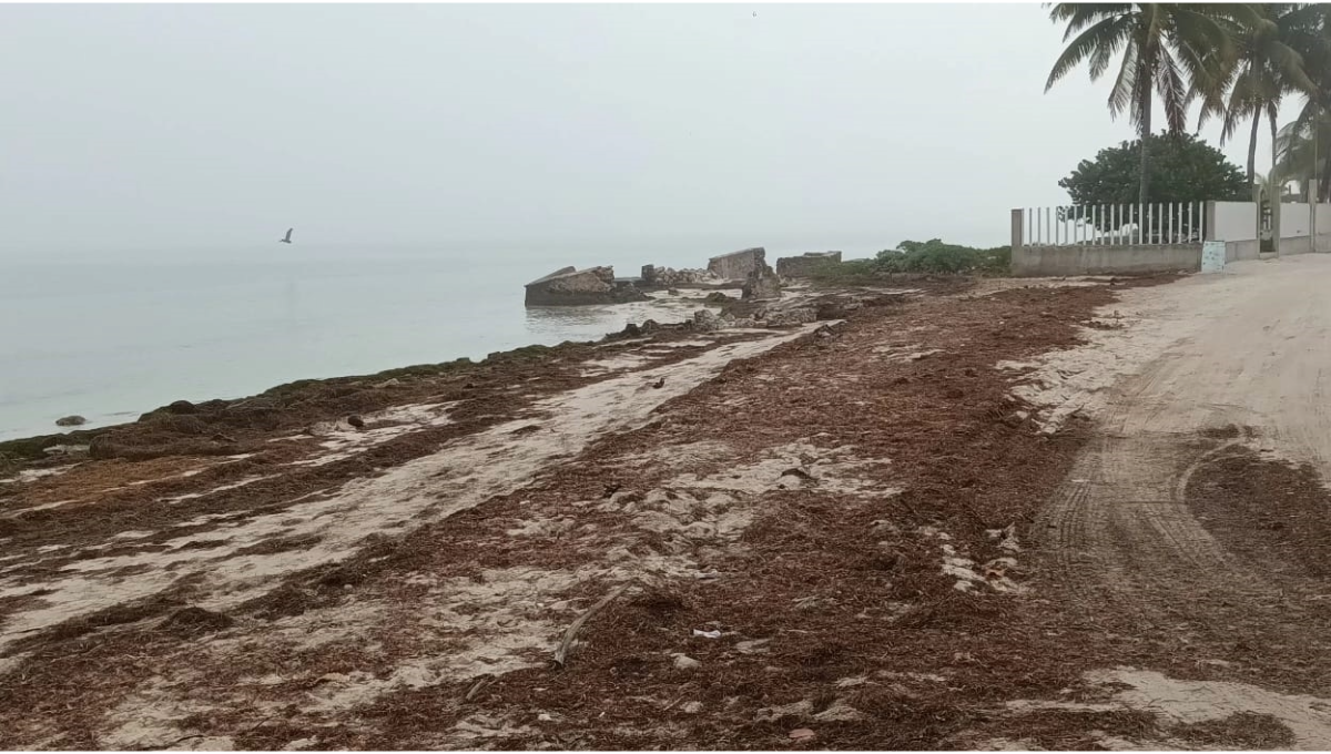 El municipio es una de las regiones más afectadas por el recale diario del pasto marino