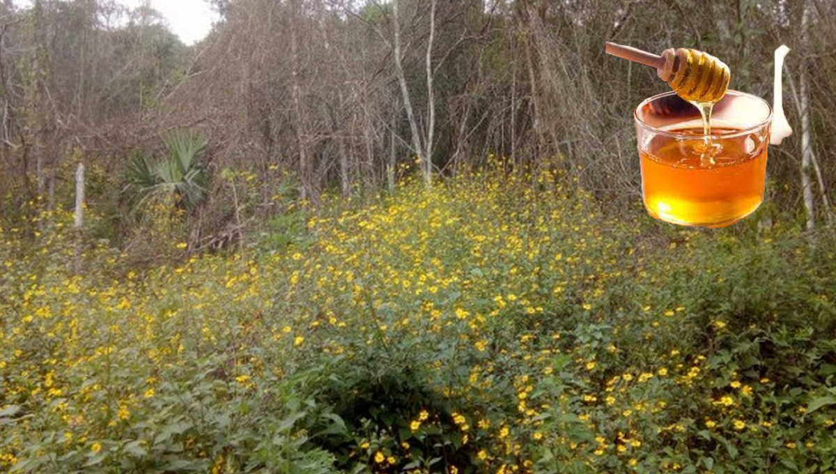 La mayor parte de la vegetación y de los árboles no florecen como antes, comentó.