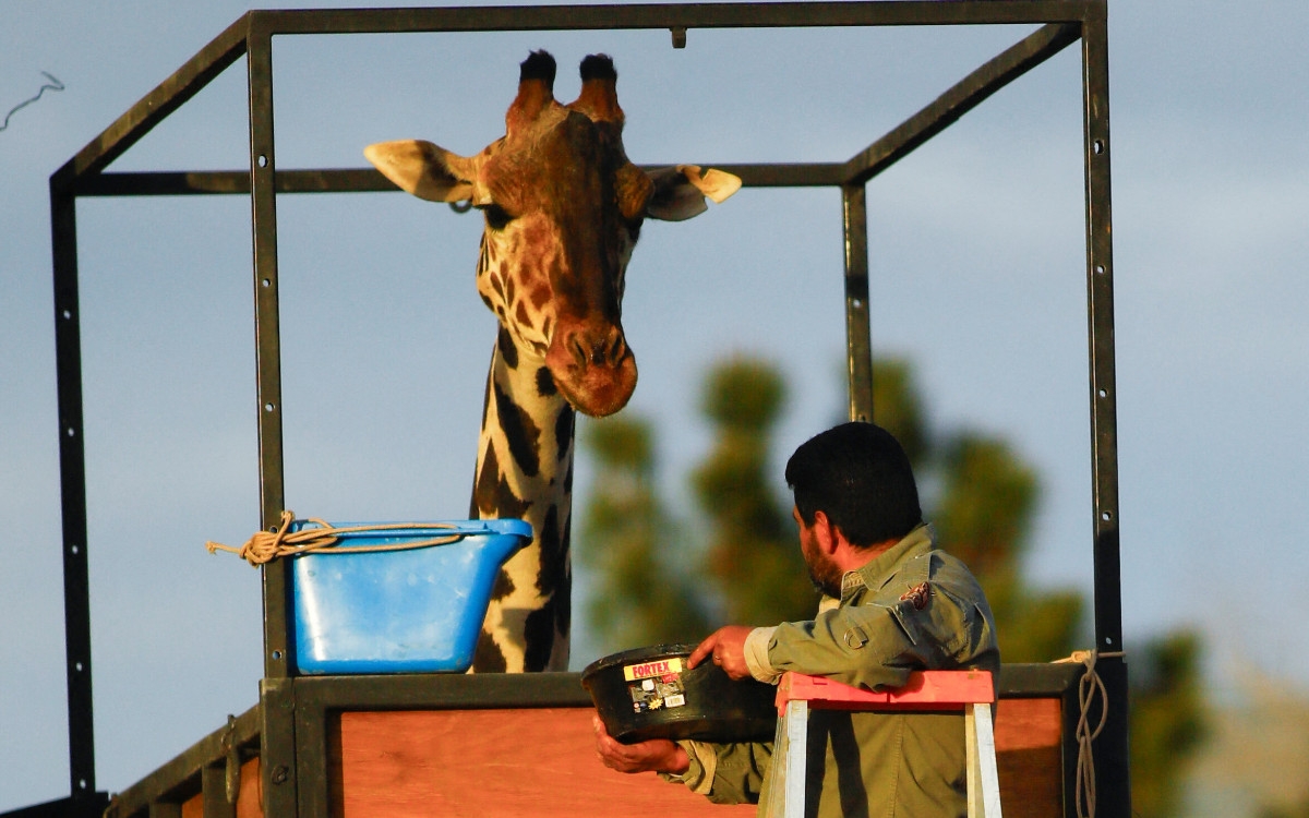 ¿Cuánto cuesta ir a visitar a la Jirafa Benito en Africam Safari?