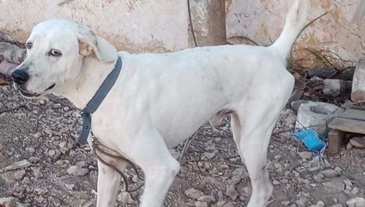 Rescatistas de Mérida exigen justicia para Rufo, perrito decapitado en Chuburná