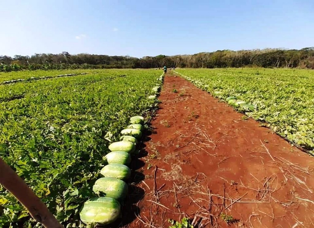 Lluvias atrasan la cosecha de sandía en José María Morelos