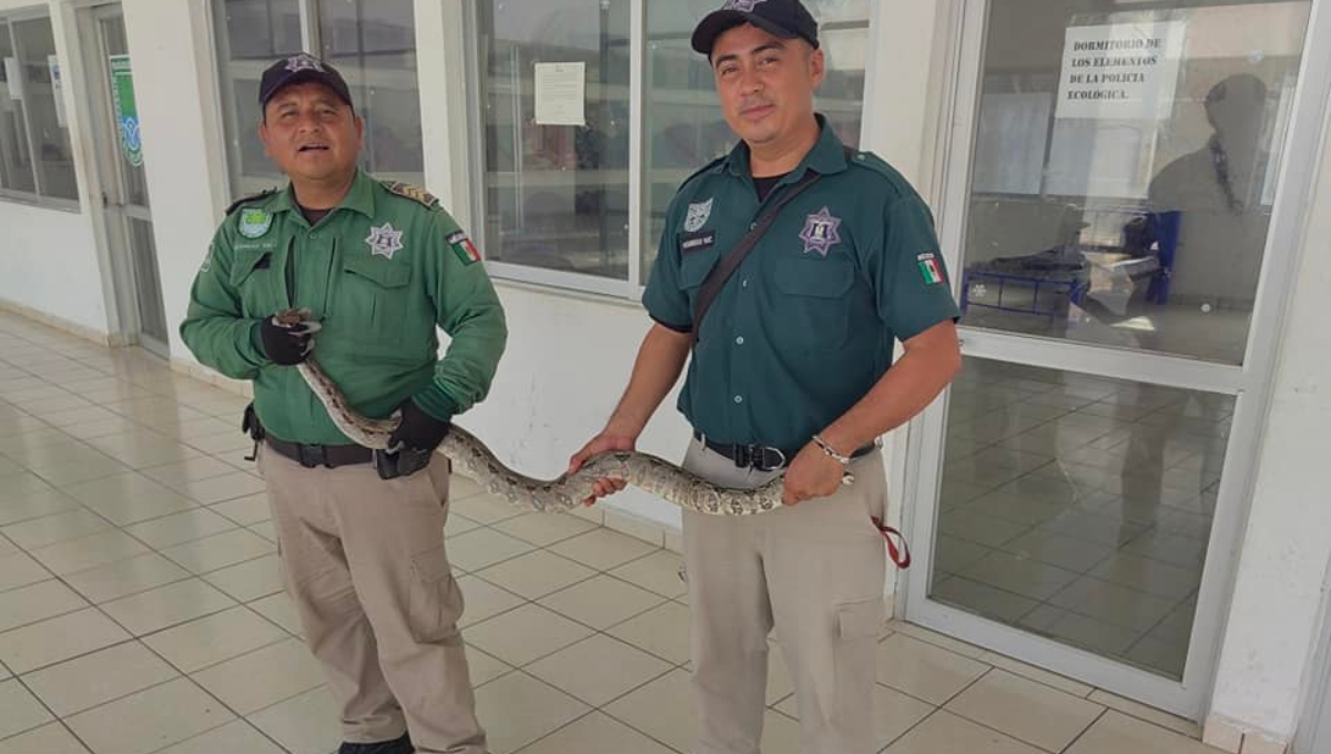 La boa fue asegurada y liberada en la Zona Cero de Progreso