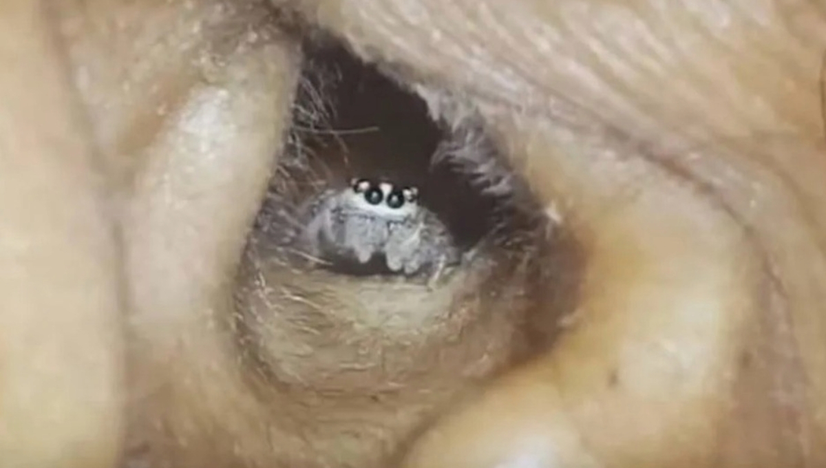 En el video se puede ver como la araña tiene hecho su nido En el video se puede ver como la araña tiene hecho su nido