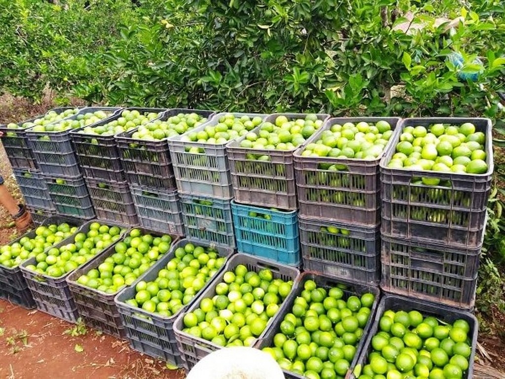 La gente que tiene riego, llega a bajar y vender durante la cuaresma hasta 500 cajas de limón. en la zona de mecanizados