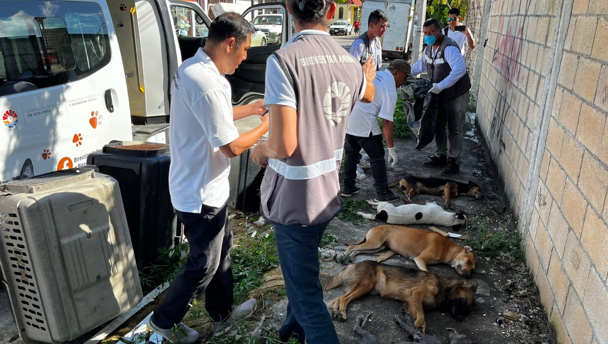 Animalistas piden que actúen pronto las autoridades pues en caso contrario emprenderán acciones para exigir justicia. Animalistas piden que actúen pronto las autoridades pues en caso contrario emprenderán acciones para exigir justicia.