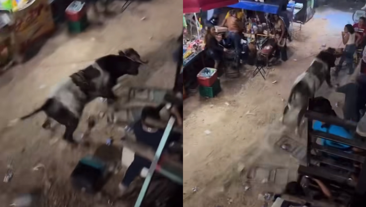 El toro no hirió a ninguno de los presentes en Timucuy