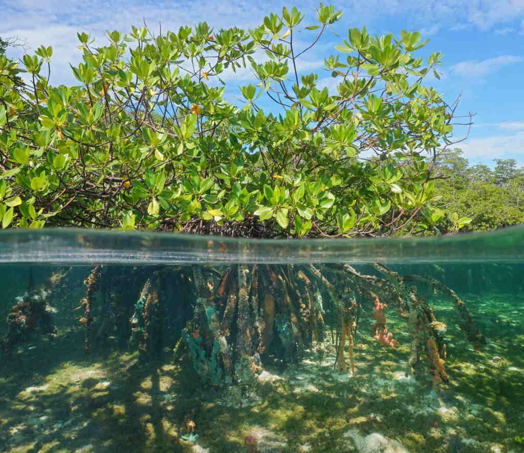 Manglares de Puerto Morelos, en Quintana Roo, son declarados Área Natural Protegida