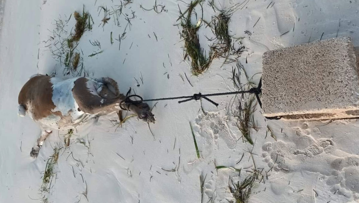 La noticia de este acto de crueldad se difundió rápidamente en redes sociales, La noticia de este acto de crueldad se difundió rápidamente en redes sociales,