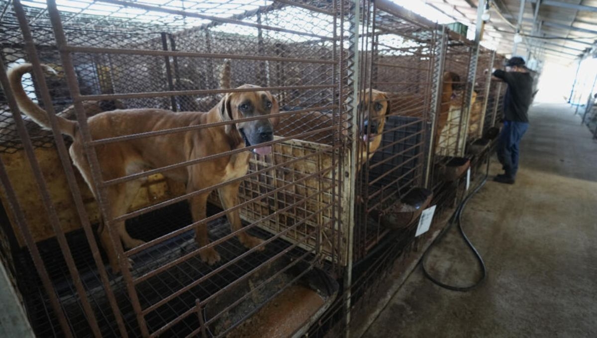 Corea del Sur aprobó prohibir la cría, matanza, distribución y venta de carne de perro para consumo humano Corea del Sur aprobó prohibir la cría, matanza, distribución y venta de carne de perro para consumo humano