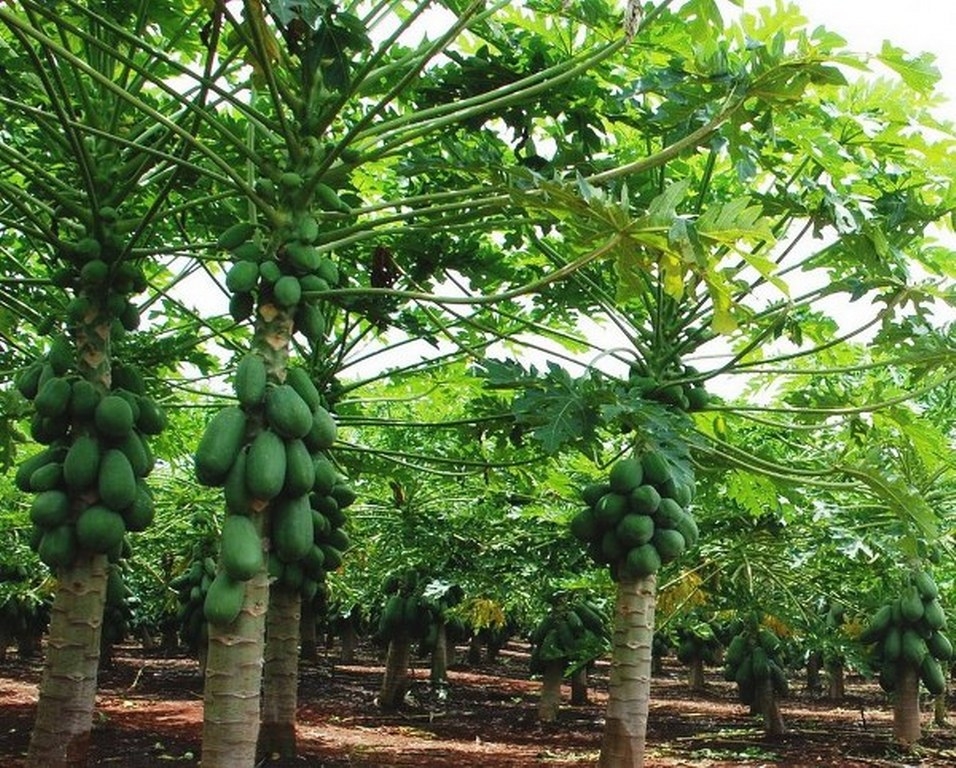 El área de plantación pasó de ser de 40 hectáreas a 10; la fruta fue desplazada por el limón