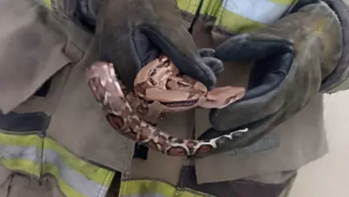 Bomberos retiraron a la serpiente para liberarla en su habitad Bomberos retiraron a la serpiente para liberarla en su habitad