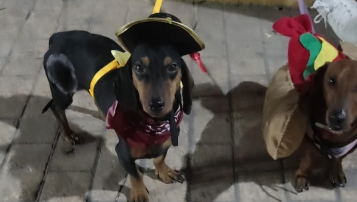 Algunas de las personas que participaron en este evento de mascotas, explicaron que se divirtieron al máximo en esta actividad Algunas de las personas que participaron en este evento de mascotas, explicaron que se divirtieron al máximo en esta actividad