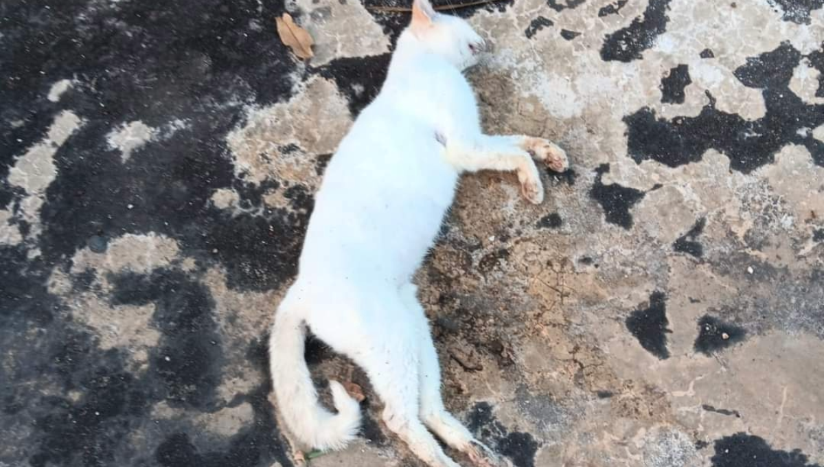 La dueña condenó este suceso y espera que se haga justicia, con la muerte de sus animales