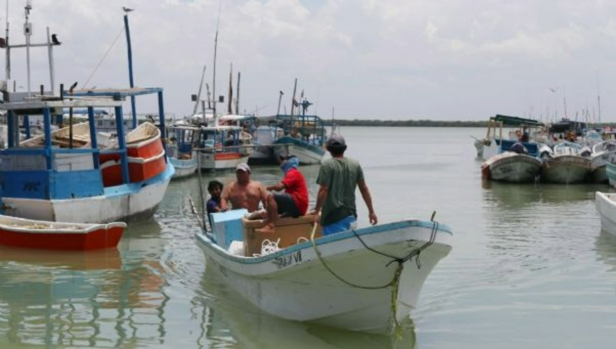 Actualmente, la especie de escama se encuentra muy afectada por la pesca furtiva y en los últimos años se ha reducido su biomasa. Actualmente, la especie de escama se encuentra muy afectada por la pesca furtiva y en los últimos años se ha reducido su biomasa.