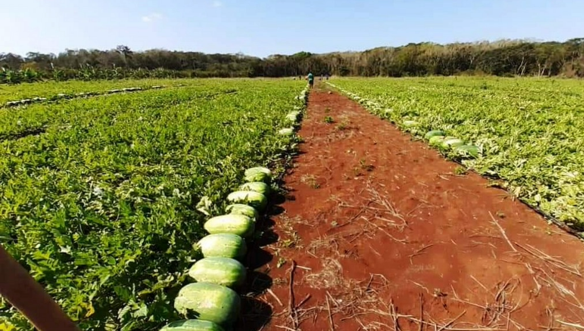 Plagas 'amenazan' los cultivos de limón y sandía en la Zona Maya de Quintan Roo