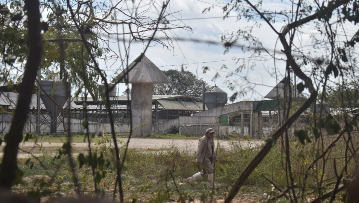 En el caso de la planta en Santa María Chi, su historia se remonta 20 años atrás, cuando comenzó de manera modesta En el caso de la planta en Santa María Chi, su historia se remonta 20 años atrás, cuando comenzó de manera modesta