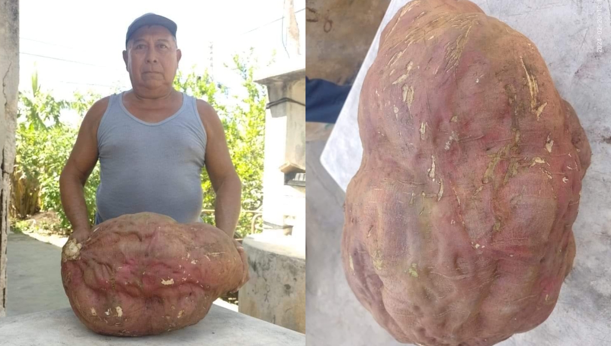 El enorme camote fue cultivado en Dzidzantún, Yucatán El enorme camote fue cultivado en Dzidzantún, Yucatán