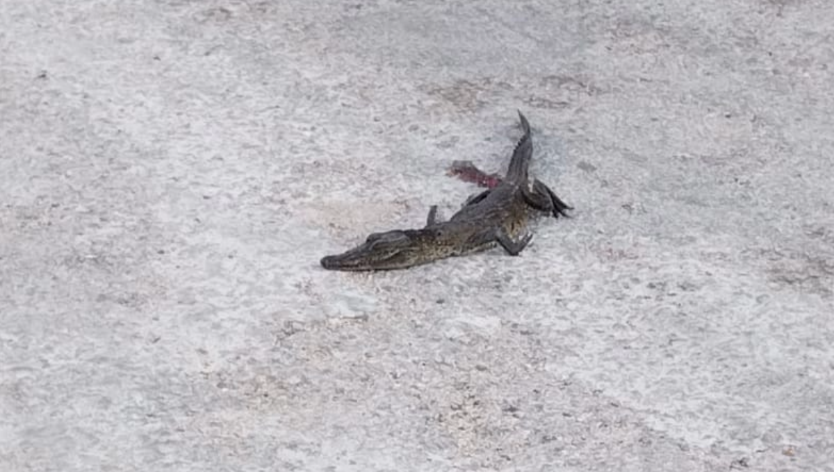 Los oficiales comentaron que probablemente el animal solo resulto lesionado y por ello pudo ingresar a algún predio