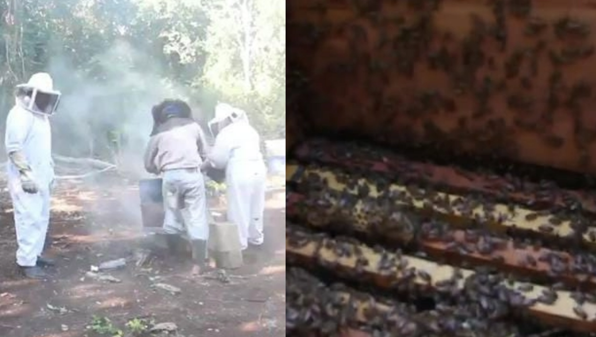 Les preocupa a los productores que haya una intensa sequía, vientos fuertes o incendios, podrían perder sus colmenas.