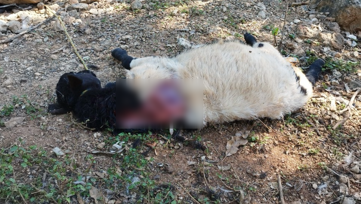 Feliciano Benítez reclama compensación por la pérdida de sus animales en manos de una jauría de caninos en la colonia Morelos Feliciano Benítez reclama compensación por la pérdida de sus animales en manos de una jauría de caninos en la colonia Morelos