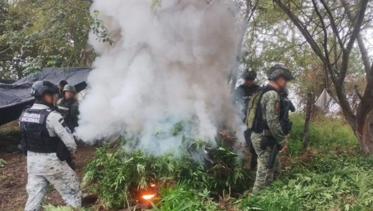 A través de patrullajes de prevención, elementos del Ejército, Guardia Nacional y Guardia Civil estatal ubicaron dos plantíos de mariguana en el municipio michoacano de Chinicuila