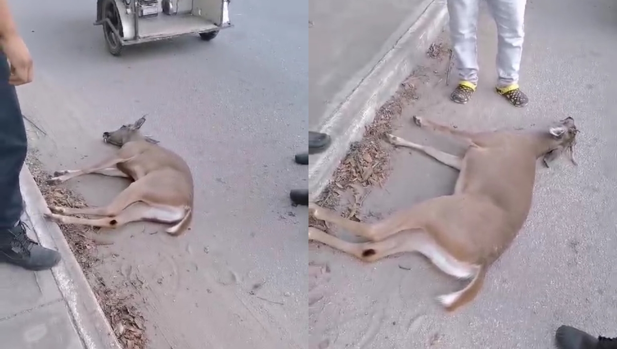 Venado muere luego de ser atropellado en Acanceh: VIDEO
