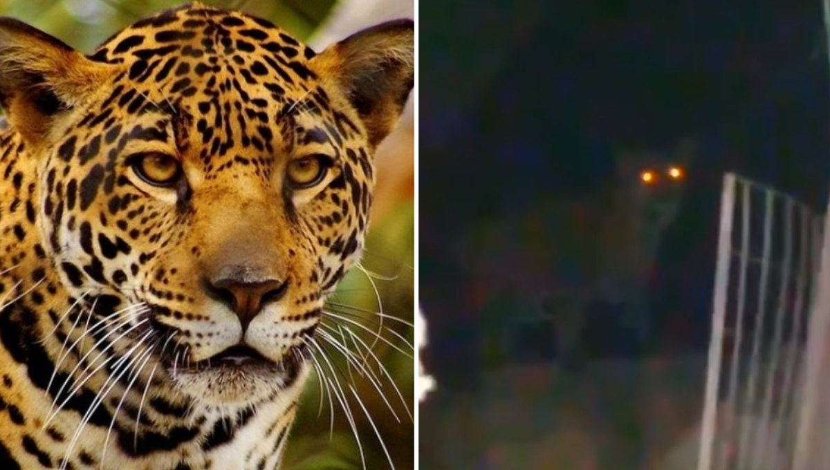 El felino fue visto en áreas verdes