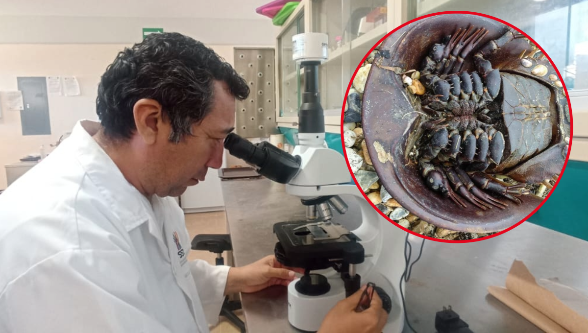 El investigador dijo que sería muy lamentable que en la Península de Yucatán desaparezca una especie emblemática El investigador dijo que sería muy lamentable que en la Península de Yucatán desaparezca una especie emblemática