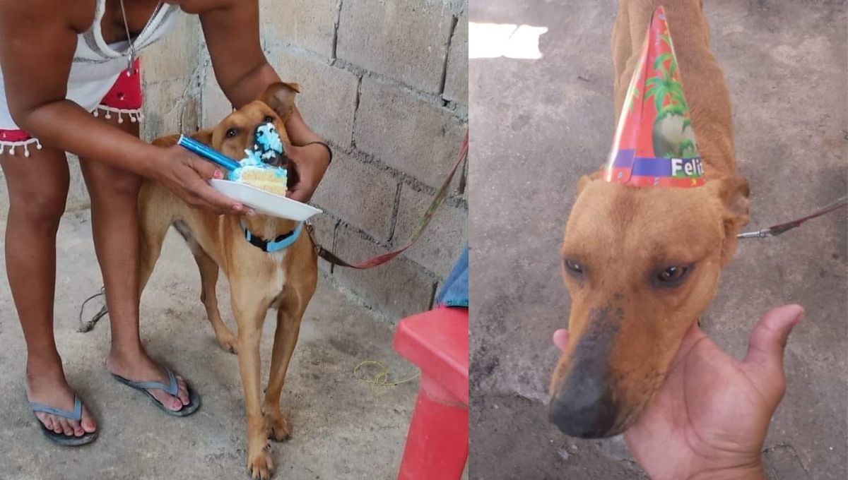 Así fue festejado el perrito Teiron