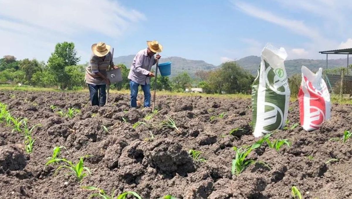 El programa Fertilizantes para el Bienestar beneficia de manera directa a productores y consumidores, al tiempo que se avanza hacia la autosuficiencia alimentaria