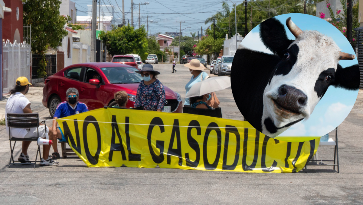Aseguran falseó datos al presentar la solicitud de su Manifestación de Impacto Ambiental