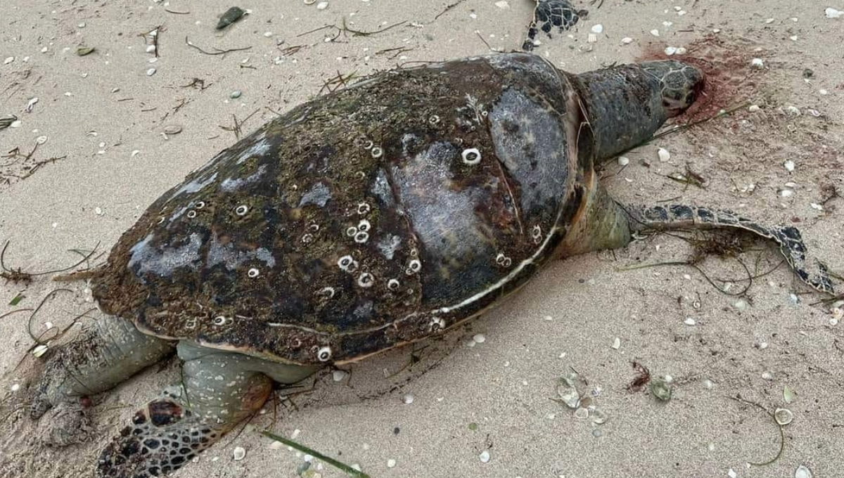 La protectora de la fauna marina lamentó que el puerto no cuenta con especialistas en temas ecológicos que brinden ayuda y atención cuando se requiere