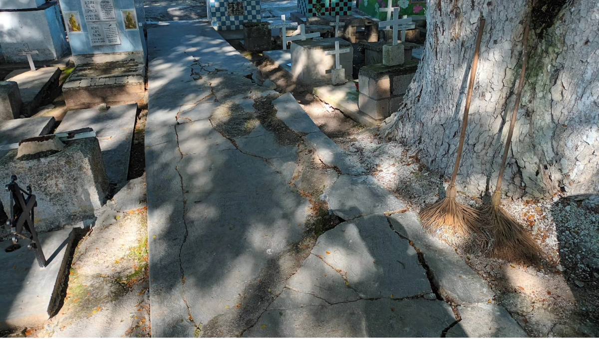 El árbol tiene una altura aproximada a los 15 metros sobre el interior del cementerio, que hace más preocupante la situación El árbol tiene una altura aproximada a los 15 metros sobre el interior del cementerio, que hace más preocupante la situación