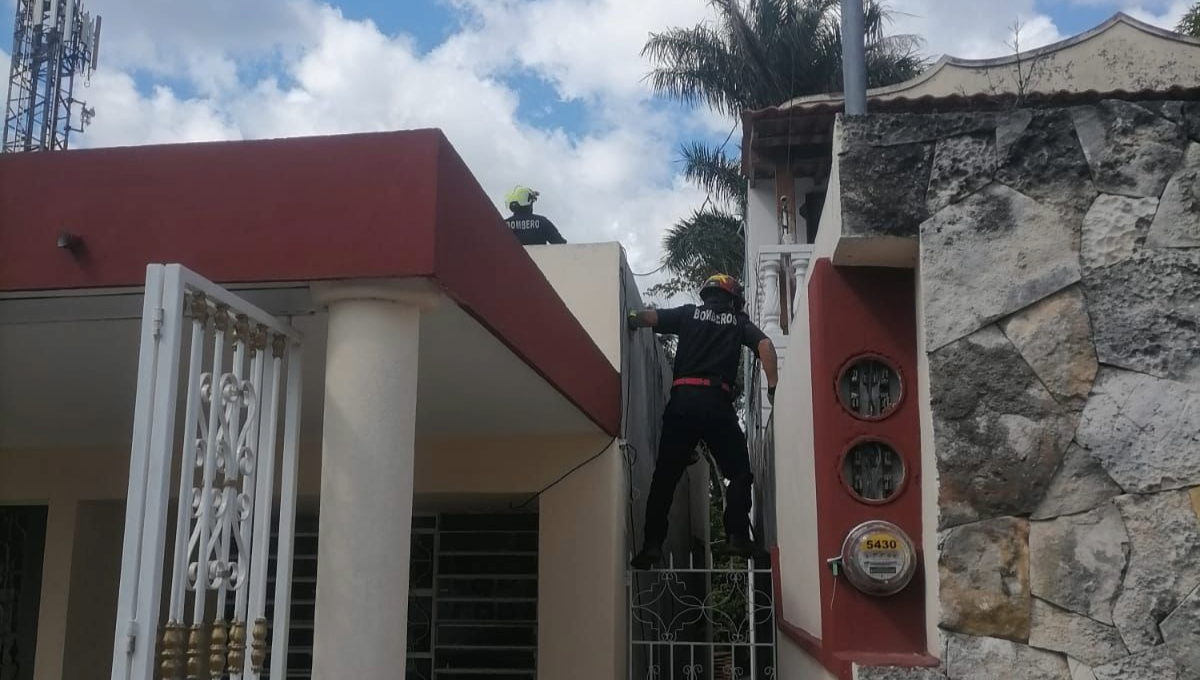Los elementos policiacos escucharon los maullidos del felino en el techo y pidieron el apoyo de los bomberos Los elementos policiacos escucharon los maullidos del felino en el techo y pidieron el apoyo de los bomberos