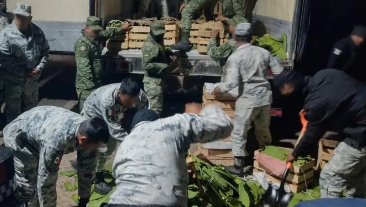 Las drogas quedaron a cargo de las autoridades de Guanajuato Las drogas quedaron a cargo de las autoridades de Guanajuato