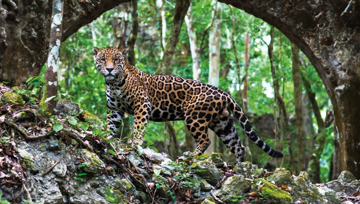 El objetivo es asegurar la conectividad y transferencia genética de una población de más de 600 jaguares y sus presas El objetivo es asegurar la conectividad y transferencia genética de una población de más de 600 jaguares y sus presas