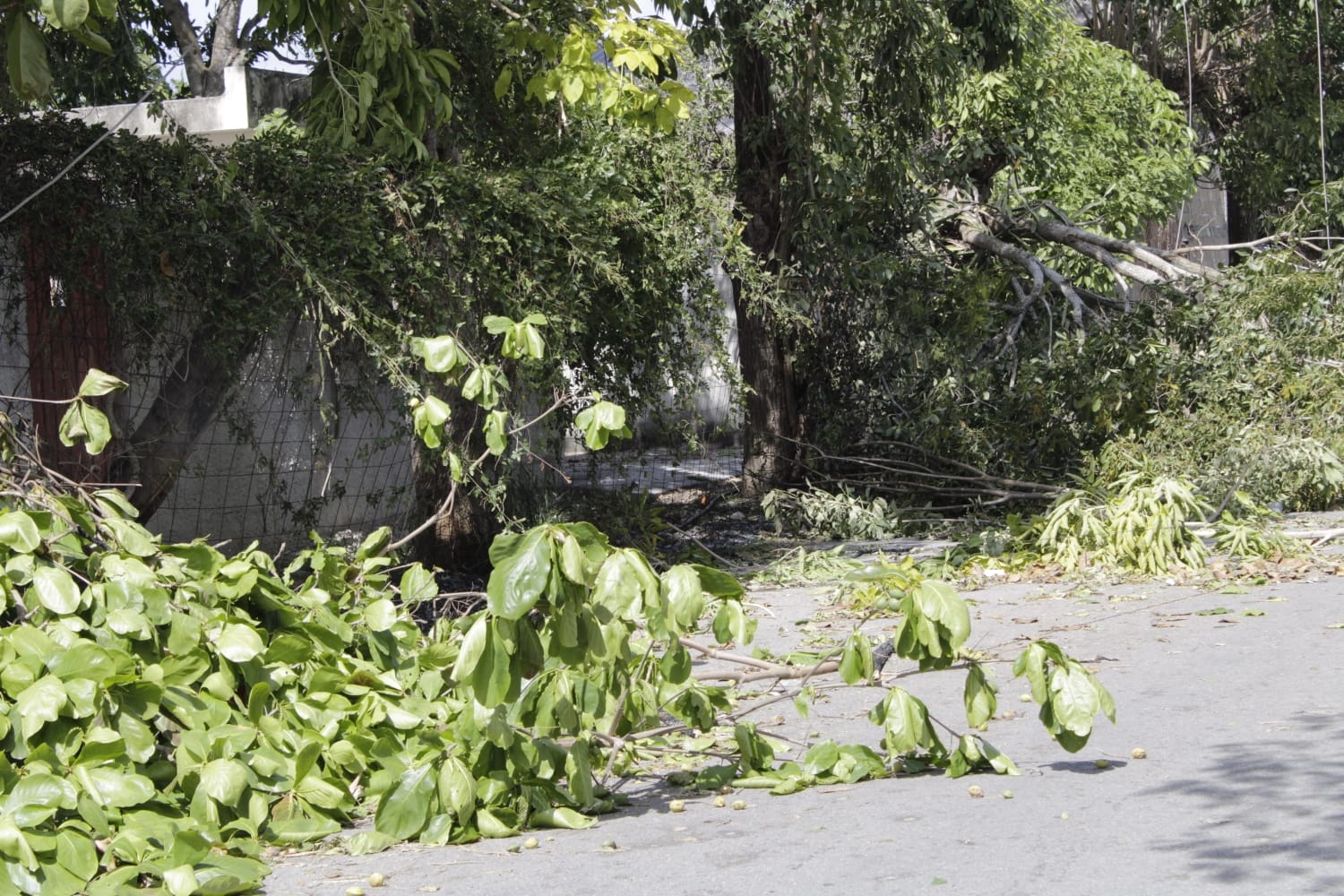 La SSP Yucatán tiene acordonada la colonia San Antonio Kaua de Mérida